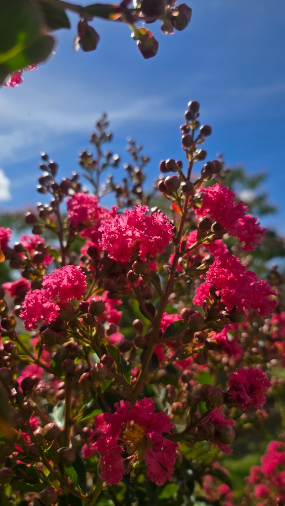 Vibrant magenta crape myrtle bloom